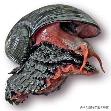 30張罕見的圖片可能會改變你的三觀