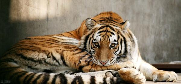 十種史前最強大的貓科動物，你認識幾個？