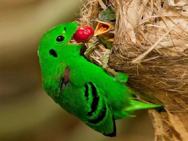 自帶笑臉的小綠鳥