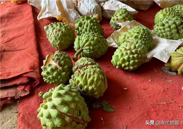 8年前一斤50元，很多果農投入，如今跌到12元，靠中秋走量