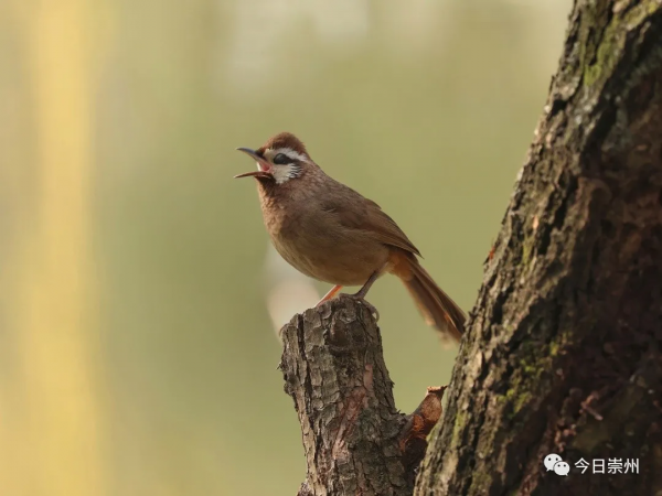 西河邊，看鳥去
