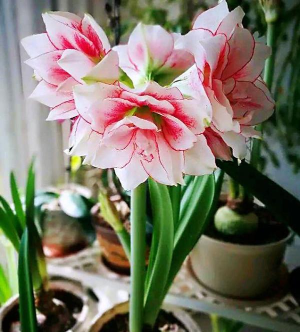 6種&OpenCurlyDoubleQuote;網紅花&rdquo;，喜歡可以買，顏值高，價格實惠，看著就&OpenCurlyDoubleQuote;歡喜&rdquo;