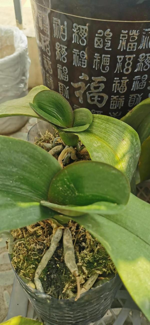 問蝴蝶蘭高手 問蝴蝶蘭高手