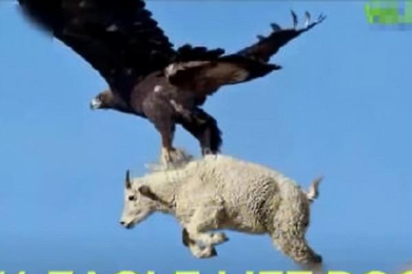 鷹跟雕原來存在這些區別,看完文章你就能分辨了 鷹跟雕原來存在這些區別,看完文章你就能分辨了