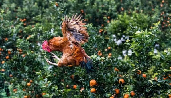 川菜,辣辣辣辣辣,但又不止辣辣辣辣辣 川菜,辣辣辣辣辣,但又不止辣辣辣辣辣