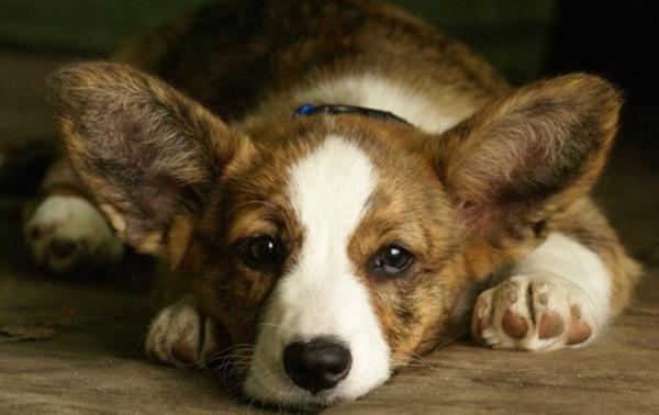 莫名對空氣狂叫，害怕地發出嗚咽聲，狗真的能看到“髒東西”嗎？