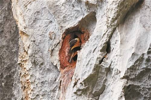 就在廣西崇左!我國首次記錄到冠斑犀鳥在崖壁上繁育 就在廣西崇左!我國首次記錄到冠斑犀鳥在崖壁上繁育