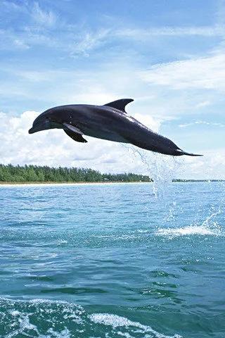 歡快的海豚，你開心嗎