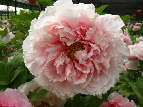 10種“招財花”養家裡，耐陰好養，有吉祥好兆頭