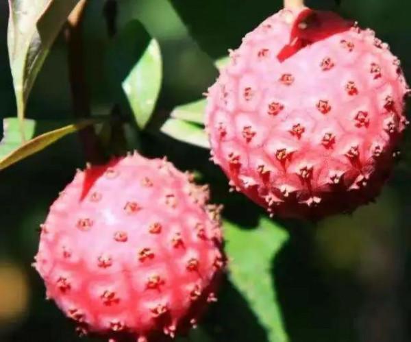 雲南的各種奇葩水果，吃法獨特，我還能叫出17種，都認識算你厲害