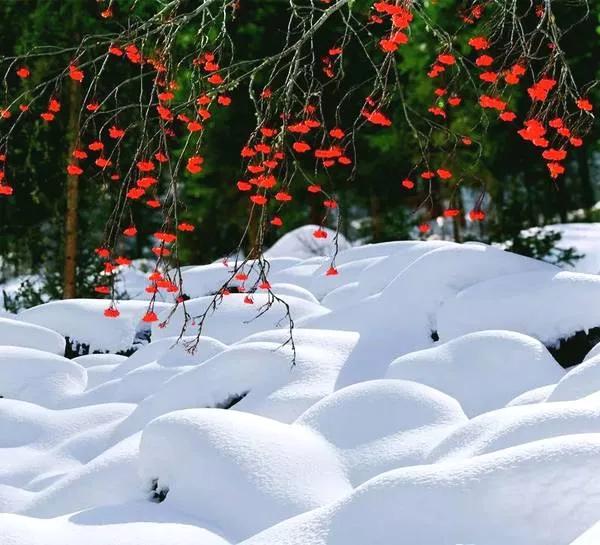 阿勒泰的冰雪風情