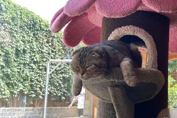 蘇格格|不出門可以做些什麼? 蘇格格|不出門可以做些什麼?