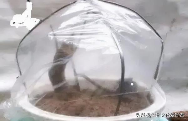 盆景下山樁怎麼處理才能提高成活率？