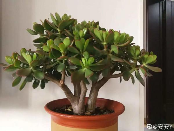 10種花得窮養,盆越小、水越少,越長得旺 10種花得窮養,盆越小、水越少,越長得旺