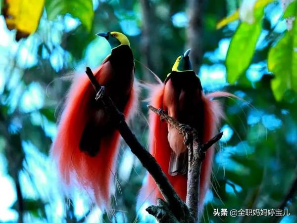 分享——比翼鳥