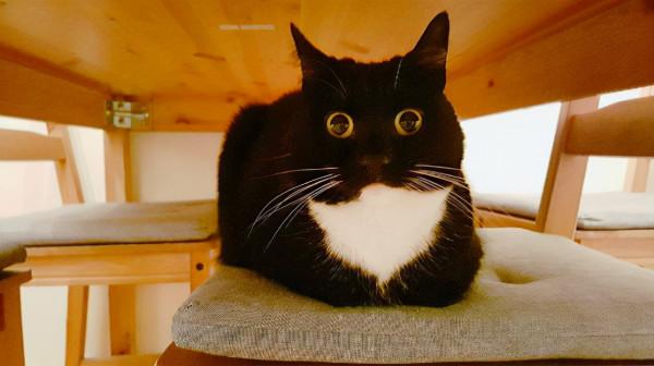 這5種貓，一生認很多主人，一點也不忠心