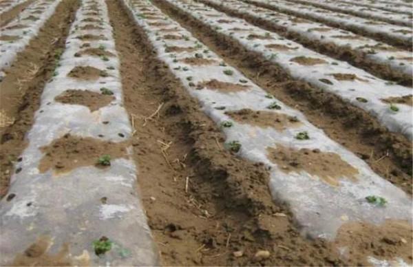 土豆澆水有講究，澆好4水，收穫優質高產土豆