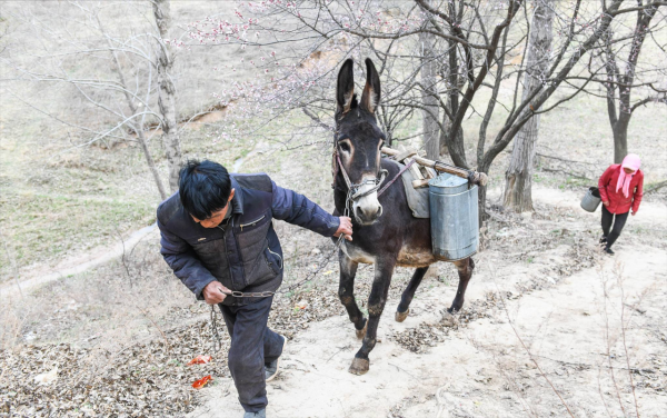 驢有何特殊能力？馬看起來處處比驢強，為何至今都取代不了驢？