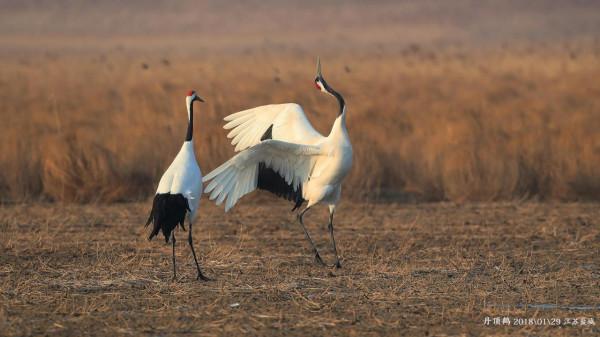 2022北京冬奧會開幕式上的美麗精靈