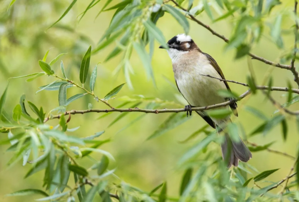 山西鳥類圖鑑 | 白頭鵯 山西鳥類圖鑑 | 白頭鵯