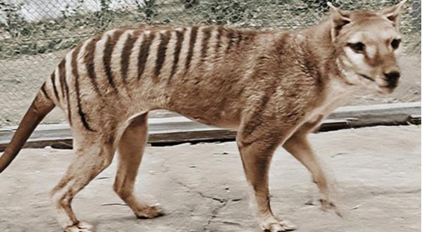 消失85年後，澳大利亞公開一段袋狼影片，它們不是滅絕了嗎？