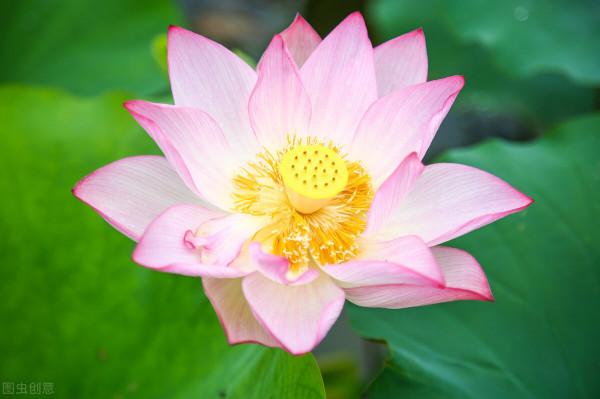 好不容易長出花苞,居然“消苞”了,太心疼 好不容易長出花苞,居然“消苞”了,太心疼