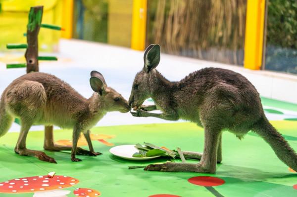 小小“吃貨”齊亮相,呆萌幼崽共享美食盛宴 小小“吃貨”齊亮相,呆萌幼崽共享美食盛宴