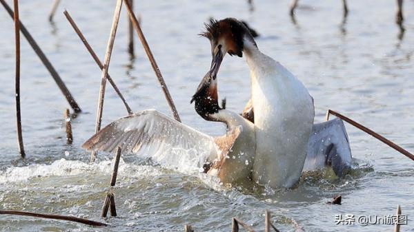 一大波歡樂來襲!攝影師抓拍動物的萌趣瞬間 一大波歡樂來襲!攝影師抓拍動物的萌趣瞬間
