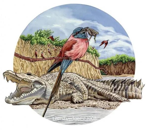 鱷魚好圖大雜燴 鱷魚好圖大雜燴