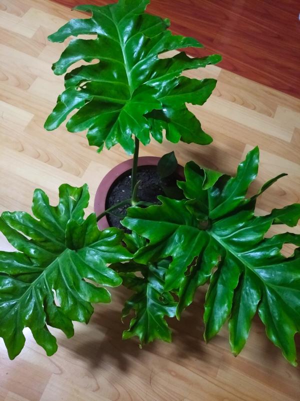 5種花葉子美得像油畫,擺在家裡像藝術品,但價格貴到難以接受 5種花葉子美得像油畫,擺在家裡像藝術品,但價格貴到難以接受