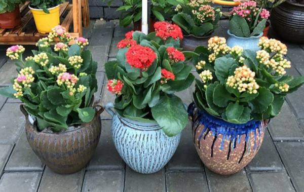 9種富貴花,長成老樁也要用“小盆”養,不然爛根又黃葉,難養好 9種富貴花,長成老樁也要用“小盆”養,不然爛根又黃葉,難養好