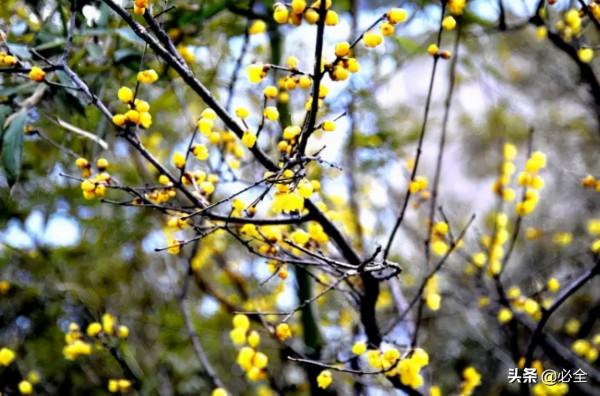 18種常見的先花後葉植物集錦 18種常見的先花後葉植物集錦