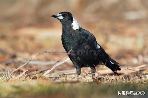 農夫和蛇(後續) 農夫和蛇(後續)
