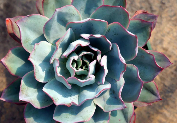 多肉薄葉“三仙”該怎麼養？掌握住技巧，盆栽輕鬆出狀態