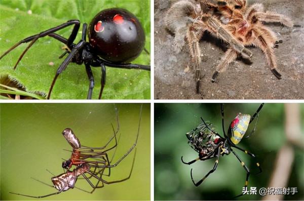 毒蜘蛛-五毒之——蜘蛛毒液,你應該瞭解的毒性知識(一)習性篇 毒蜘蛛-五毒之——蜘蛛毒液,你應該瞭解的毒性知識(一)習性篇