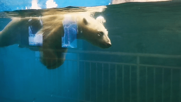 不穿秋褲的極地動物如何禦寒? 不穿秋褲的極地動物如何禦寒?