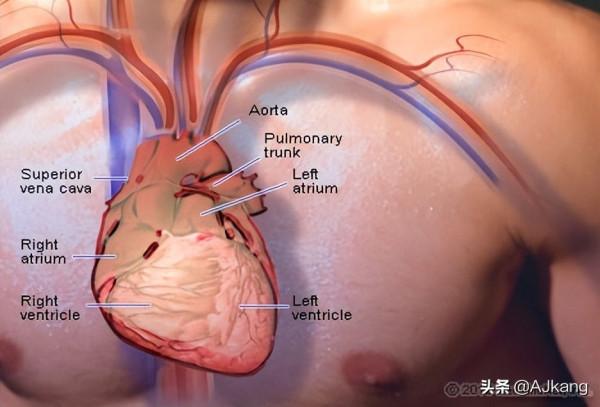 心臟病是女性第一殺手。那麼為什麼以女性為中心的研究如此之少？