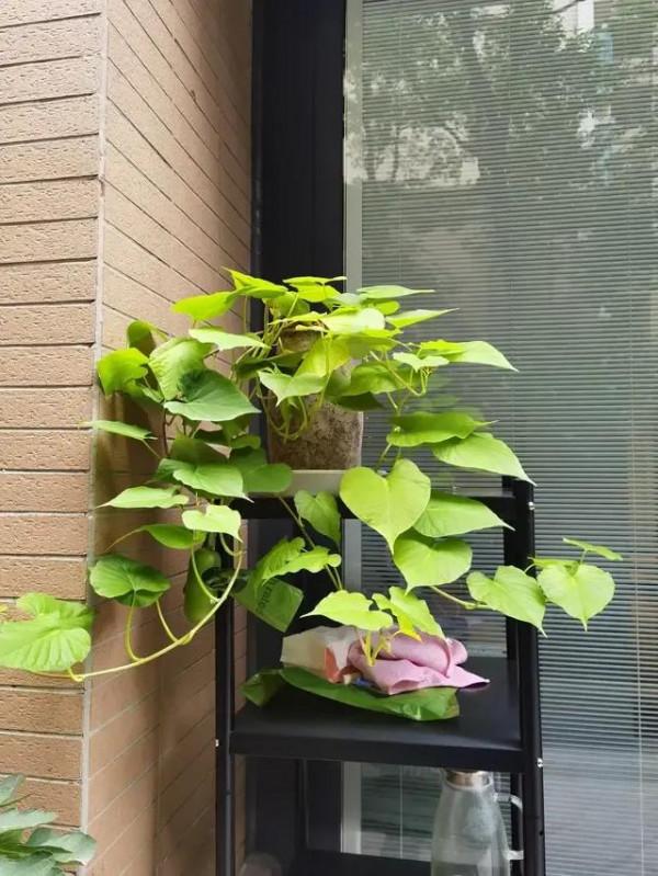 養個紅薯盆景吧