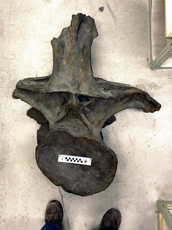 體長或可達42米！超龍最新體型資料，這是史上最大的恐龍嗎？