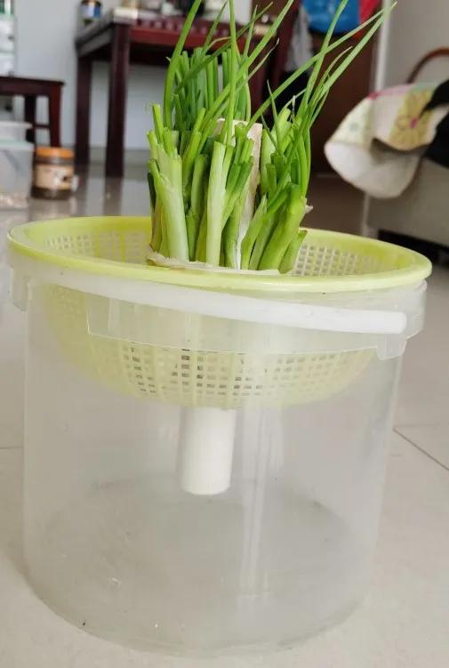 自己動手做不需換水的水培蔥容器 自己動手做不需換水的水培蔥容器