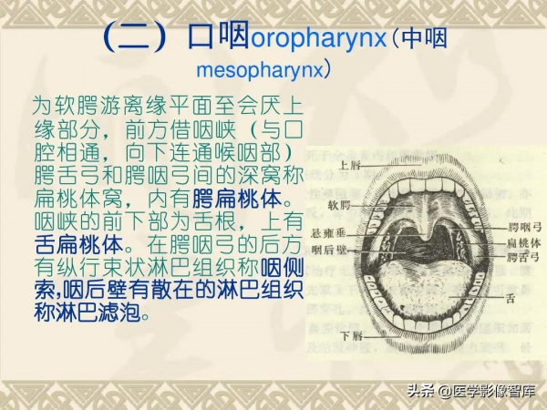 咽喉部解剖最全圖解，值得收藏