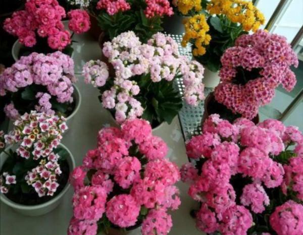 家裡養4種花,秋天給它“剪一剪”,花苞長更多 家裡養4種花,秋天給它“剪一剪”,花苞長更多