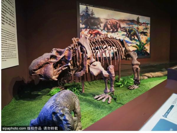 北京三家關於動物的博物館,帶你發現動物從古至今的那些秘密 北京三家關於動物的博物館,帶你發現動物從古至今的那些秘密