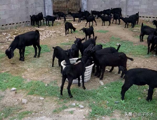 說說肉羊的一生，240天的生命，一般超過80斤就進屠宰場了