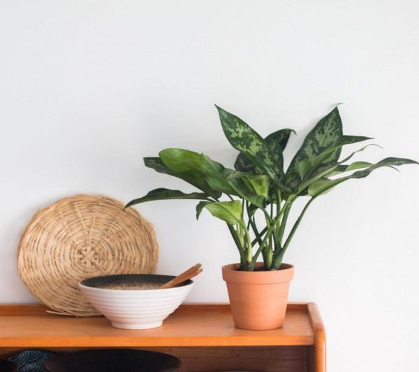 雞蛋殼是養花神器，掌握住這些用法，完全不需再花錢買肥料了