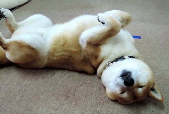 “生命結束”前的柴犬,都有這些跡象,你注意到了嗎? “生命結束”前的柴犬,都有這些跡象,你注意到了嗎?