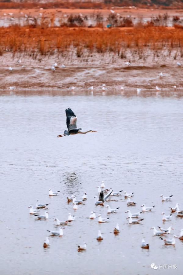 日照 · 冬 · “溼地精靈”​ 日照 · 冬 · “溼地精靈”​