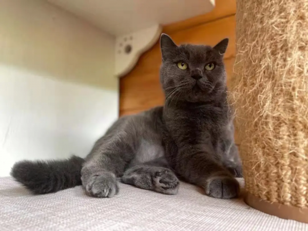 《論“肚腩”對小貓咪的重要性》