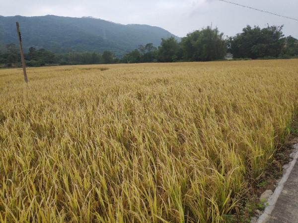 「十週年」1.2的子線硬上米級鯰魚，爆竿了也要拿下