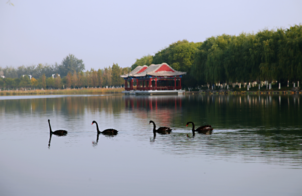 水質好乾擾少,20餘種鳥棲居團城湖 水質好乾擾少,20餘種鳥棲居團城湖